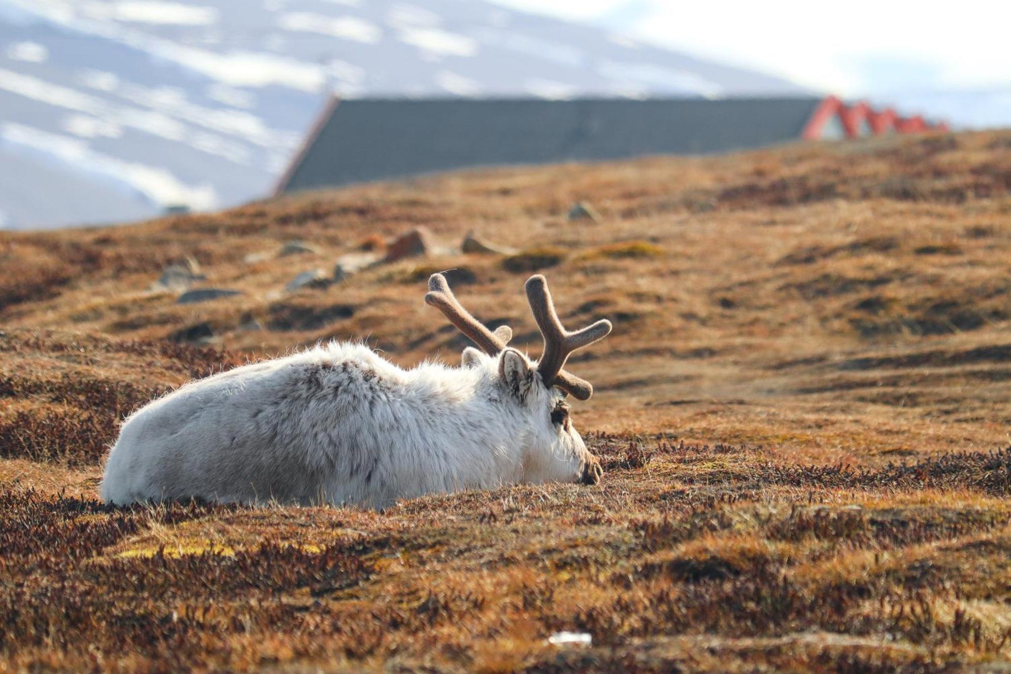 Radisson Blu Polar Hotel, Spitsbergen Longyearbyen Luaran gambar